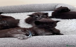 Maine Coon cats for sale: Reserve your dream kitten now - Image 19