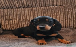 Dachshund dogs for sale: Miniature Dachshund puppy's for sale - Image 11