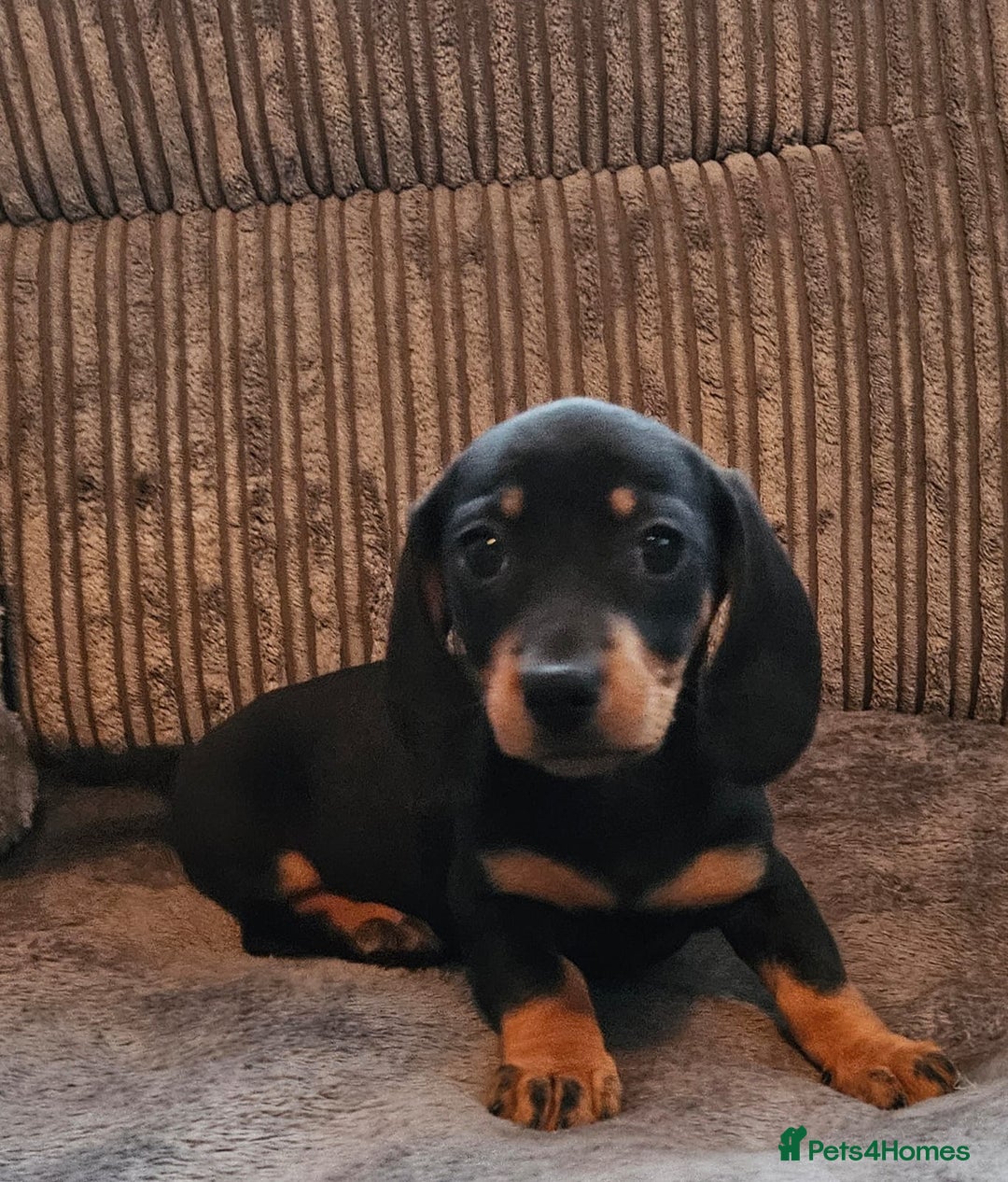 Dachshund dogs for sale: Miniature Dachshund puppy's for sale - Image 11