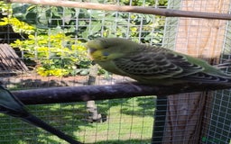 Budgerigars birds for sale: Young budgies, easily tamed - Image 6