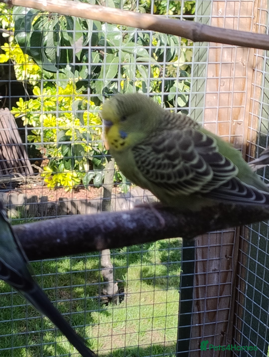 Budgerigars birds for sale: Young budgies, easily tamed - Image 6