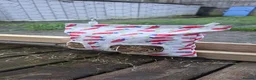 Mixed Breed rabbits for sale: 2x Female Rabbits in Warrington - Advert 13
