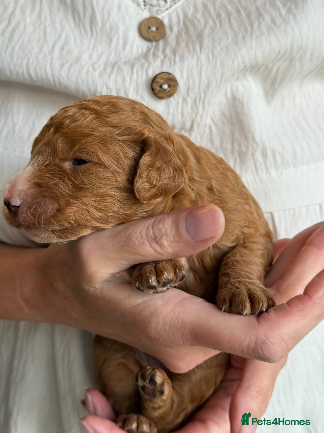 Mixed Breed dogs for sale: Health Tested miniature Goldendoodles  - Image 26