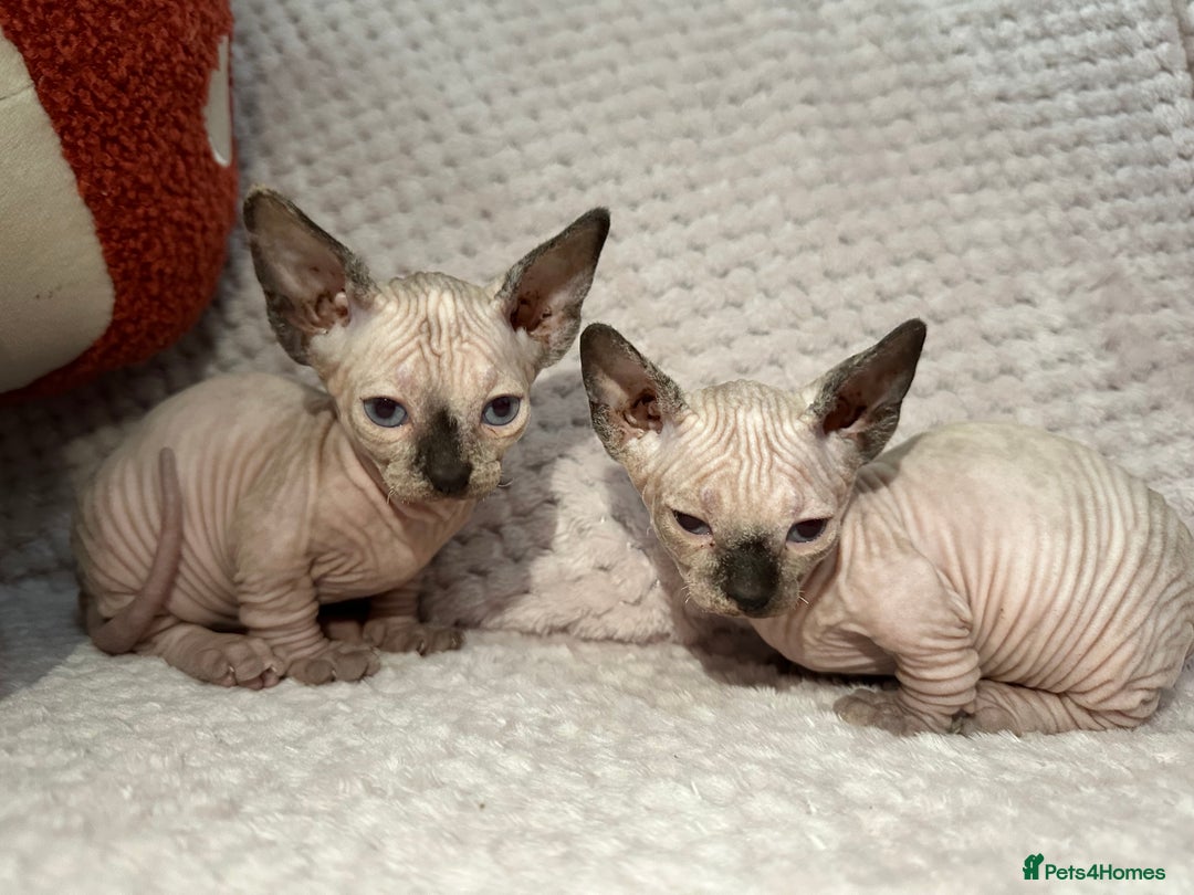 Sphynx cats for sale: Bambino kittens Ready now! - Advert 14