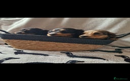 Miniature Dachshund dogs for sale: **READY ** KC REG LONG HAIR MINIATURE DACHSHUNDS - Image 3