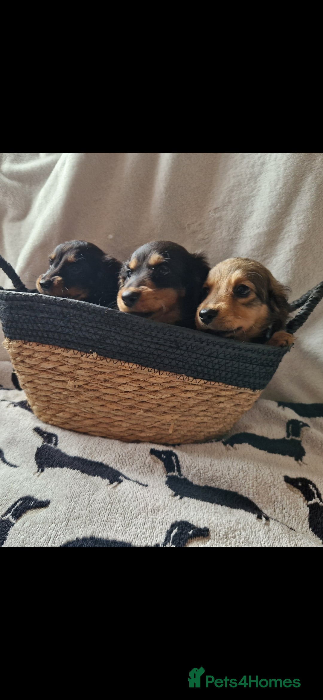 Miniature Dachshund dogs for sale: **READY ** KC REG LONG HAIR MINIATURE DACHSHUNDS - Image 3