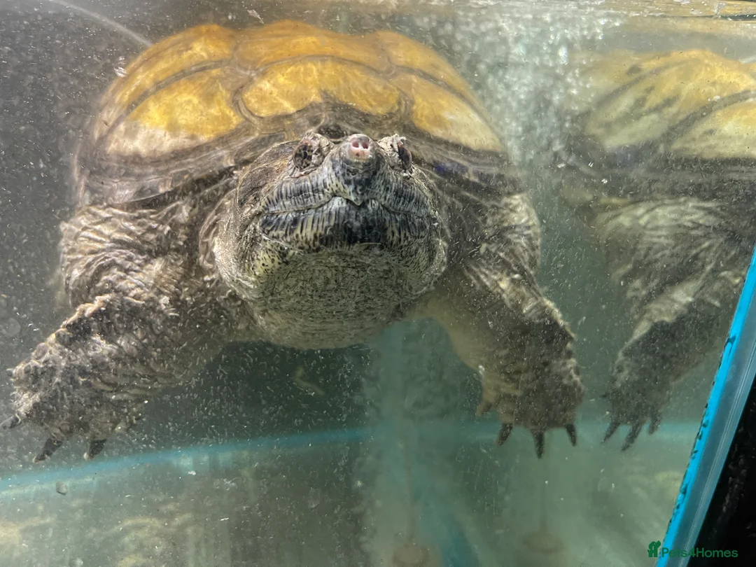 Turtle reptiles for sale: Common Snapping Turtle - Advert 6