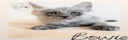 Maine Coon cats for sale: High Smoke, Smoke and Solid Pedigree Maine Coon’s - Advert 25