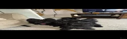 Scottish Terrier dogs for sale: Scottish Terrier Pups Available in Middlesbrough - Advert 16