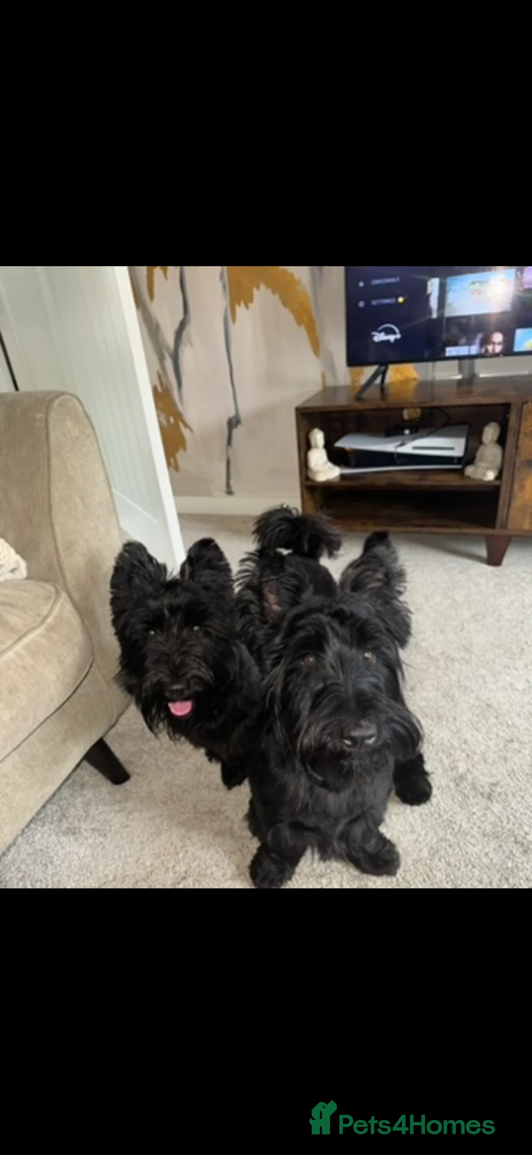 Scottish Terrier dogs for sale: Scottish Terrier Pups Available in Middlesbrough - Advert 16