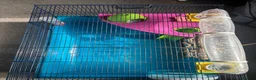 Hamster rodents for sale: Teddy bear Syrian hamster  - Advert 3