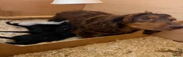 Cocker Spaniel dogs for sale: Beautiful tri coloured cocker spaniel pups   - Advert 40