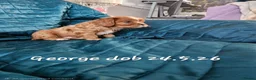 Cavalier King Charles Spaniel dogs for sale: KC reg health tested Cavalier King Charles puppies - Advert 33