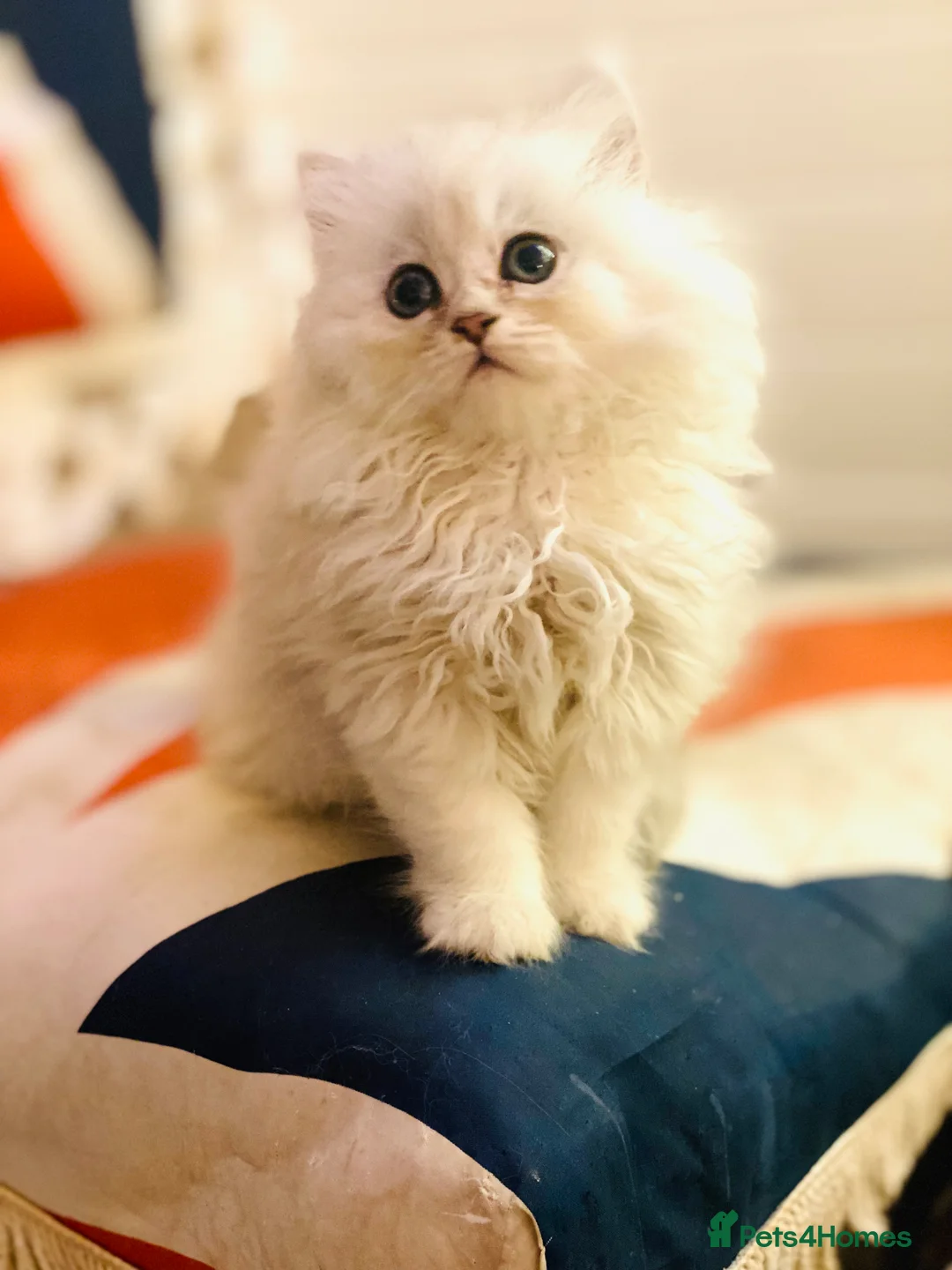 Persian cats for stud: ⭐️PERSIAN CHINCHILLA  PEDIGREE  STUD⭐️ in Gerrards Cross - Advert 7