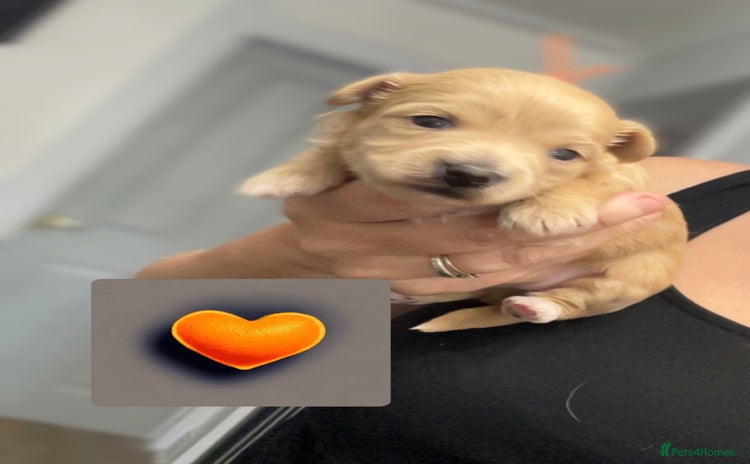 Maltipoo dogs - Advert 1