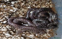 Python Snake reptiles for sale: Children's Pythons  - Image 8
