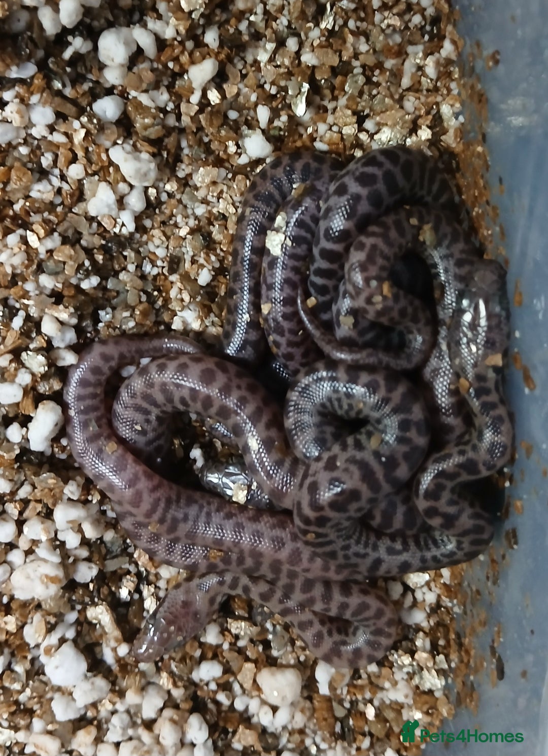 Python Snake reptiles for sale: Children's Pythons  - Image 8