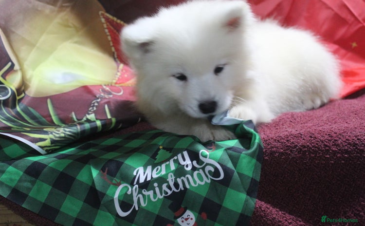 Samoyed dogs - Advert 1