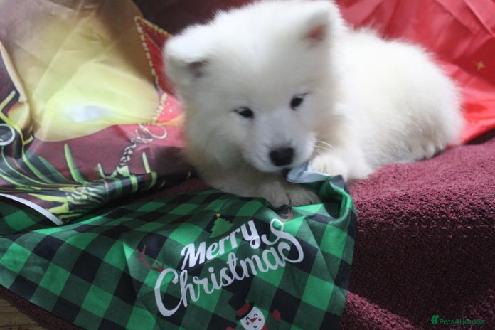 Samoyed dogs - Advert 1