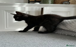 Mixed Breed cats for sale: Black/ brown striped  - Image 5