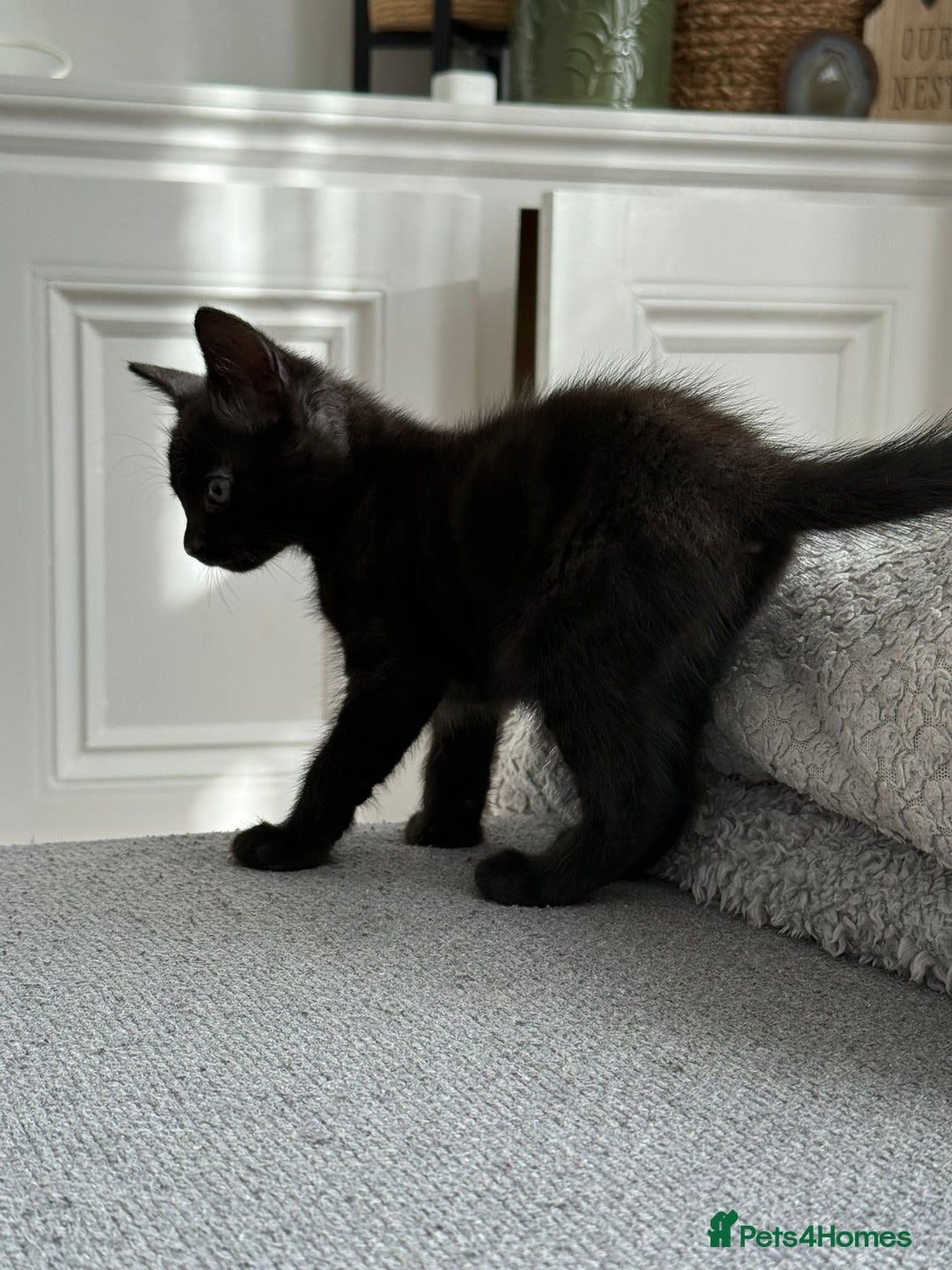 Mixed Breed cats for sale: Black/ brown striped  - Image 5