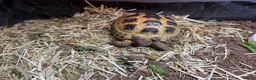 Tortoise reptiles for sale: Horse field tortoise & full enclosure  - Advert 2