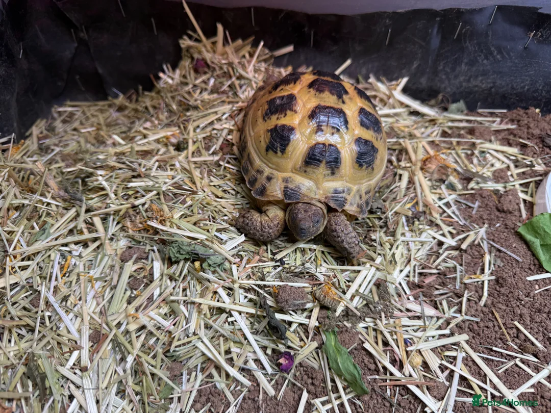 Tortoise reptiles for sale: Horse field tortoise & full enclosure  - Advert 2