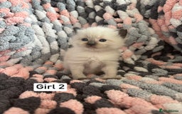 Ragdoll cats for sale: Beautiful ragdoll kittens 🩵 - Image 6