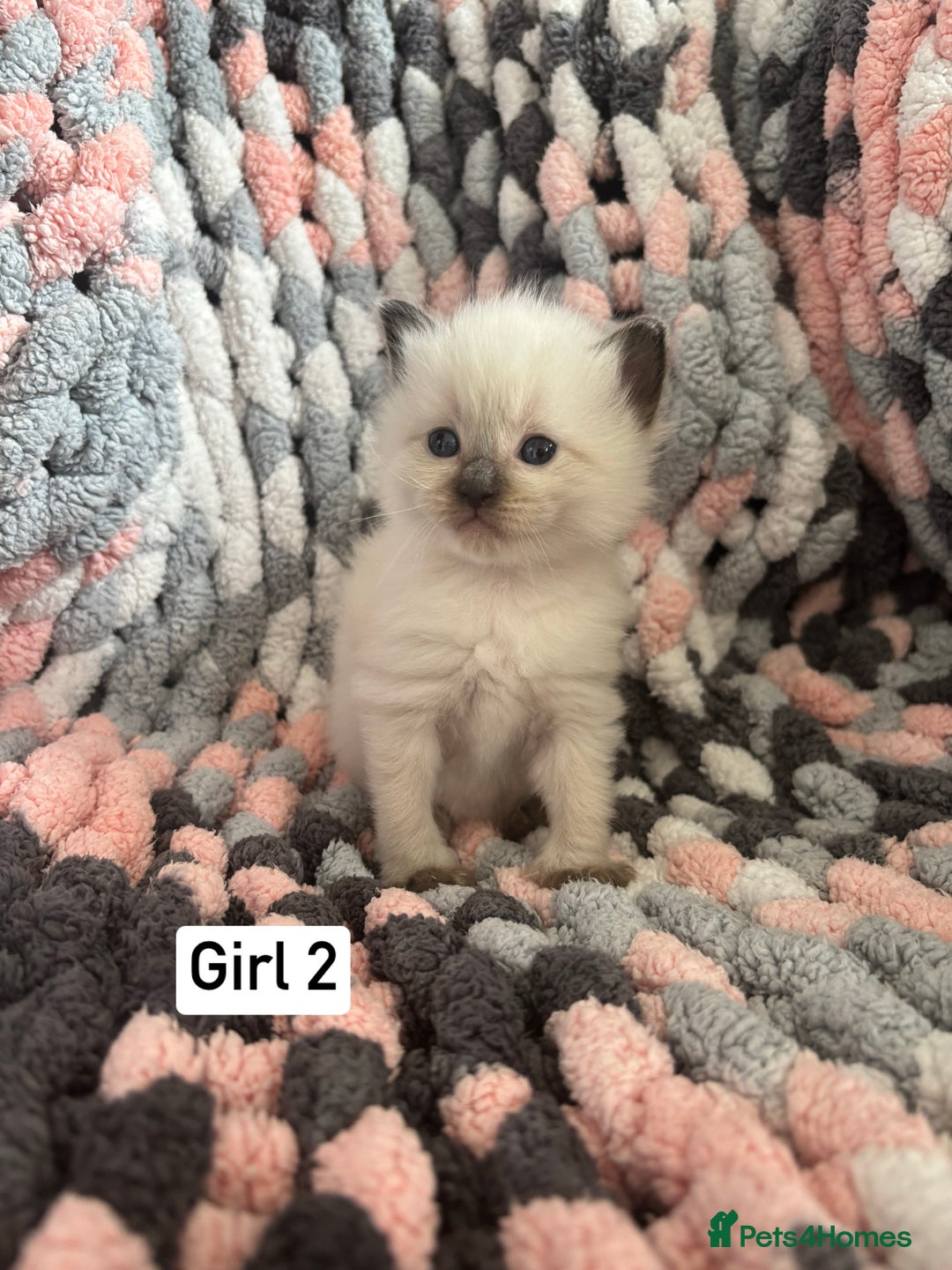Ragdoll cats for sale: Beautiful ragdoll kittens 🩵 - Image 6