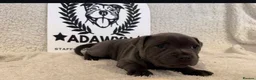 Staffordshire Bull Terrier dogs for sale: %Bloodline Staffordshire Bull Terrier Pups in Rugby - Advert 13