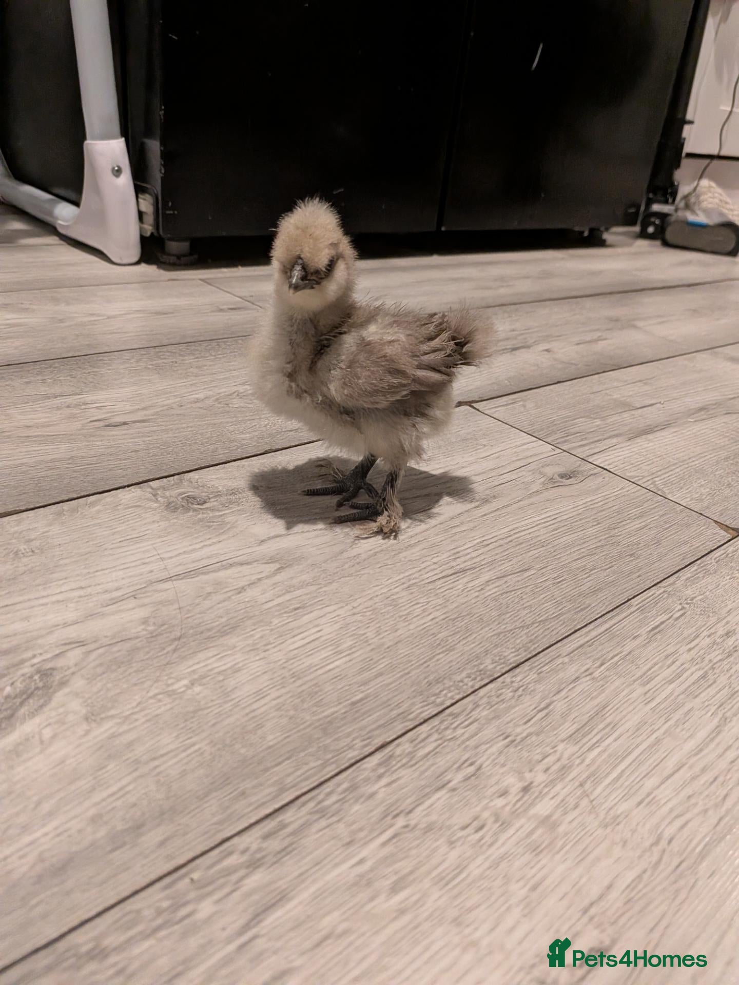 Chickens poultry Silkie CHICKS MIXED COLOURS 3 LEFT  - Advert 1
