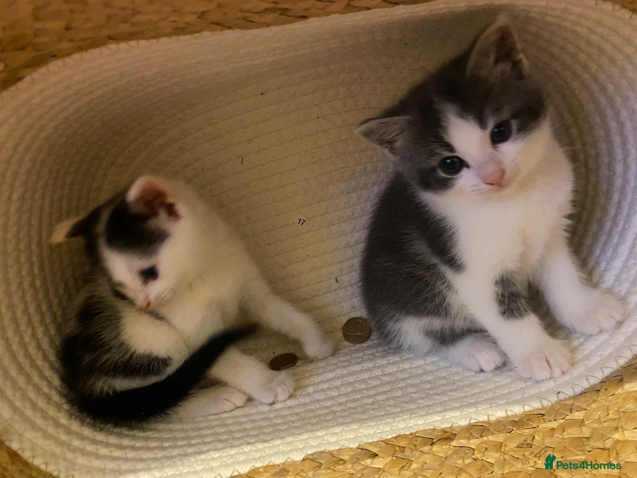 American Shorthair cats 2 girl kittens  - Advert 14