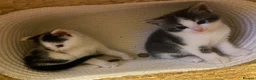 American Shorthair cats for sale: 2 girl kittens  - Advert 1