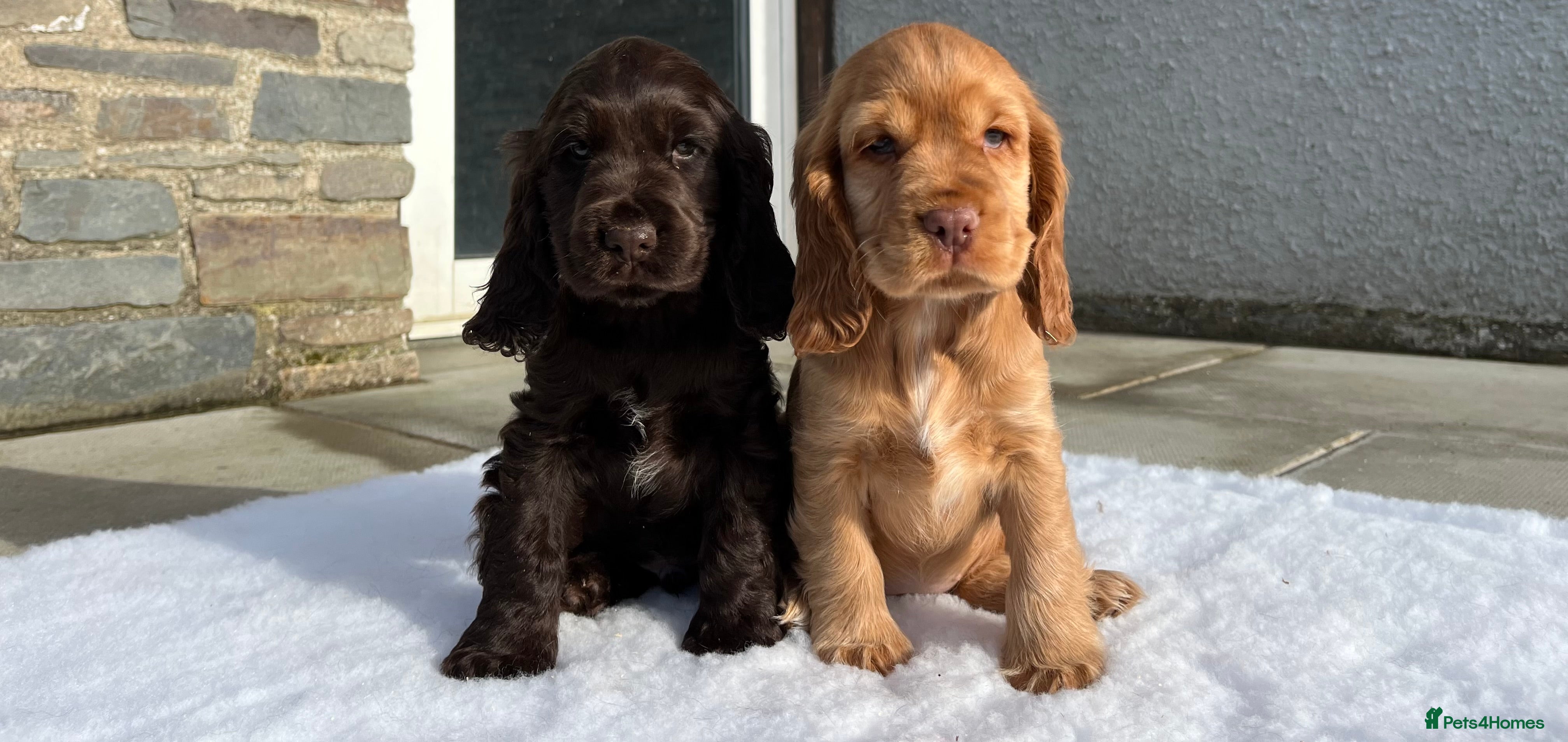 Cocker Spaniel dogs Health tested Chocolate KC reg show type cockers - Advert 6