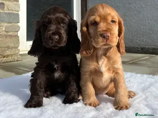 Cocker Spaniel dogs Health tested Chocolate KC reg show type cockers - Advert 6