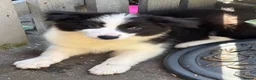 Border Collie dogs for sale: Gorgeous KC Registered Border Collies Ready now  - Advert 12