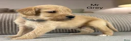 Double Doodle dogs for sale: A REALLY EXCITING MIX OF BREEDS. GORGEOUS!!! - Advert 19