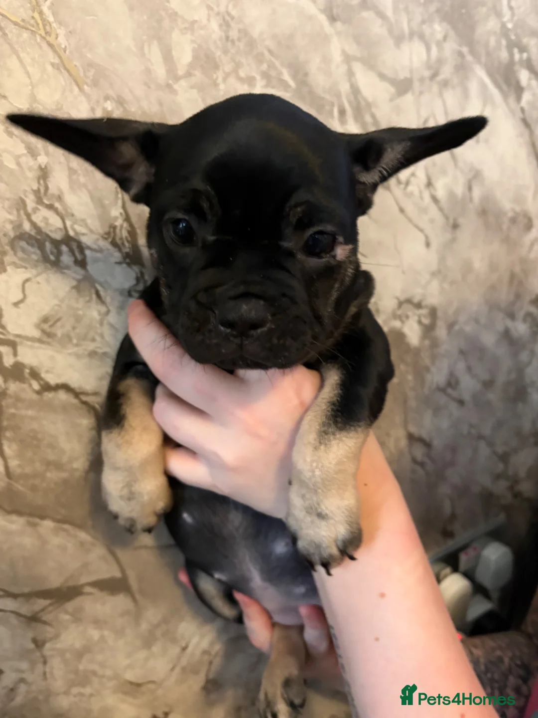 French Bulldog dogs for sale: FRENCH BULLDOG PUPPIES - READY TO LEAVE in Bradford - Advert 2