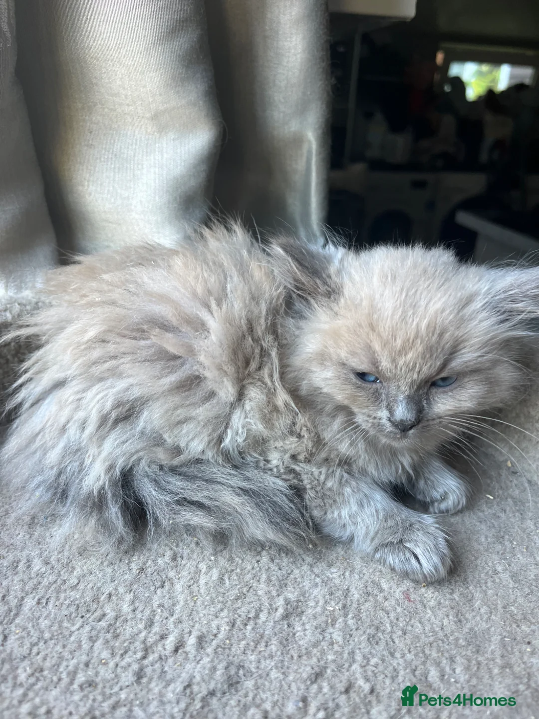 Ragdoll cats for sale: ❤️ Gorgeous ragdoll kittens ❤️ - Advert 10