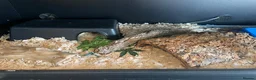 Boa Snake reptiles for sale: Boa Constrictor  - Advert 4