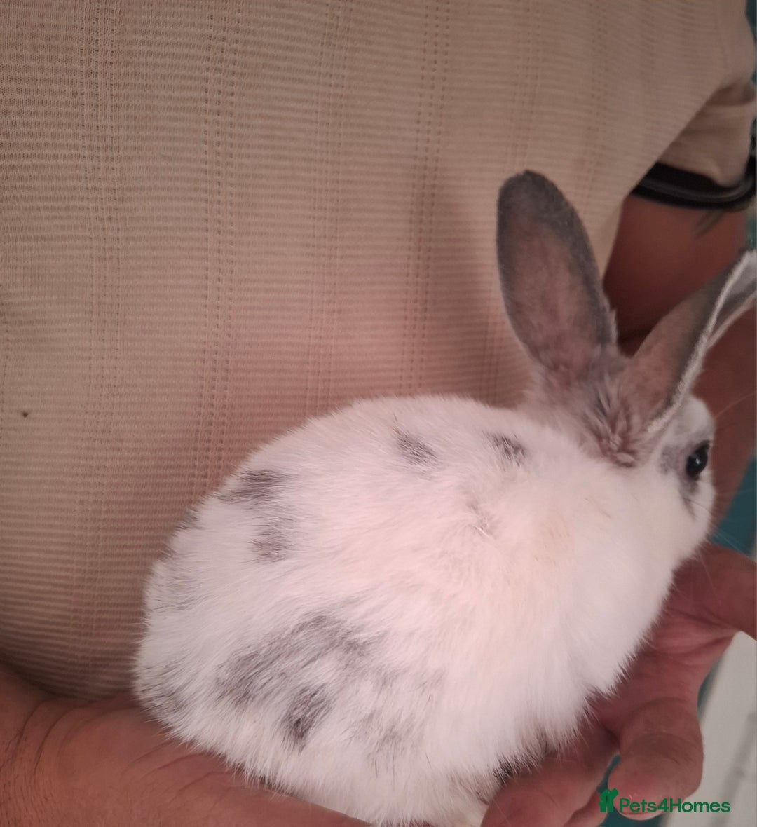 English Spot rabbits for sale: English spot x dwarf  - Image 8