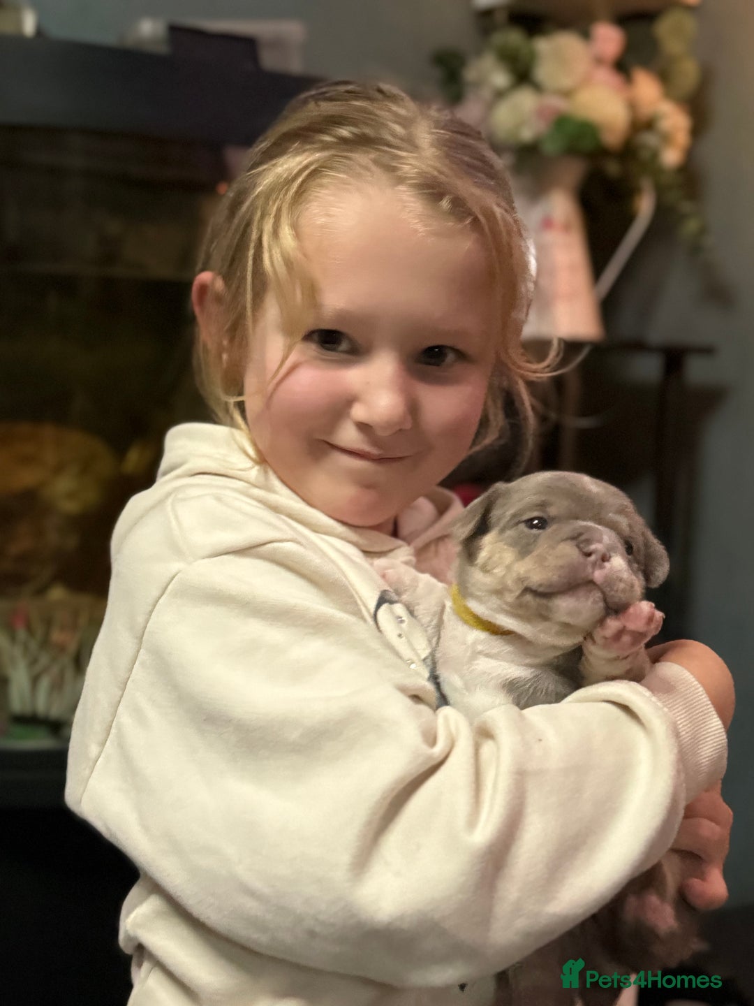 Mixed Breed dogs for sale: Frenchie cross puppy’s (80% frenchie) - Advert 25