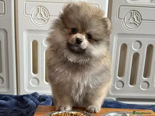 Pomeranian dogs Teddy Face Poms Puppies European Champion Lines - Advert 2