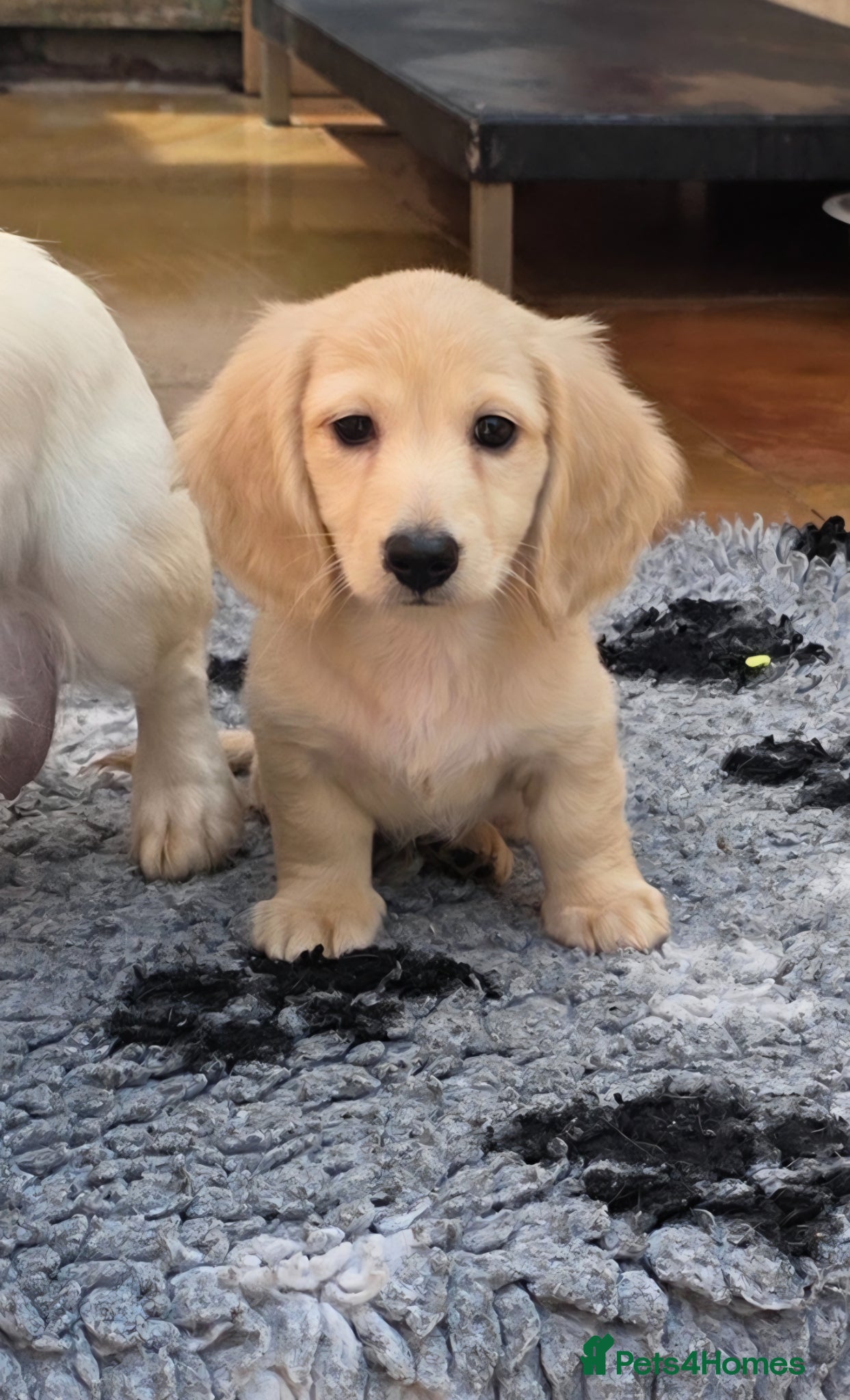 Miniature Dachshund dogs Cream Miniature long-haired  - Advert 12