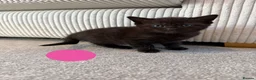 Mixed Breed cats for sale: Kittens for sale - Advert 5