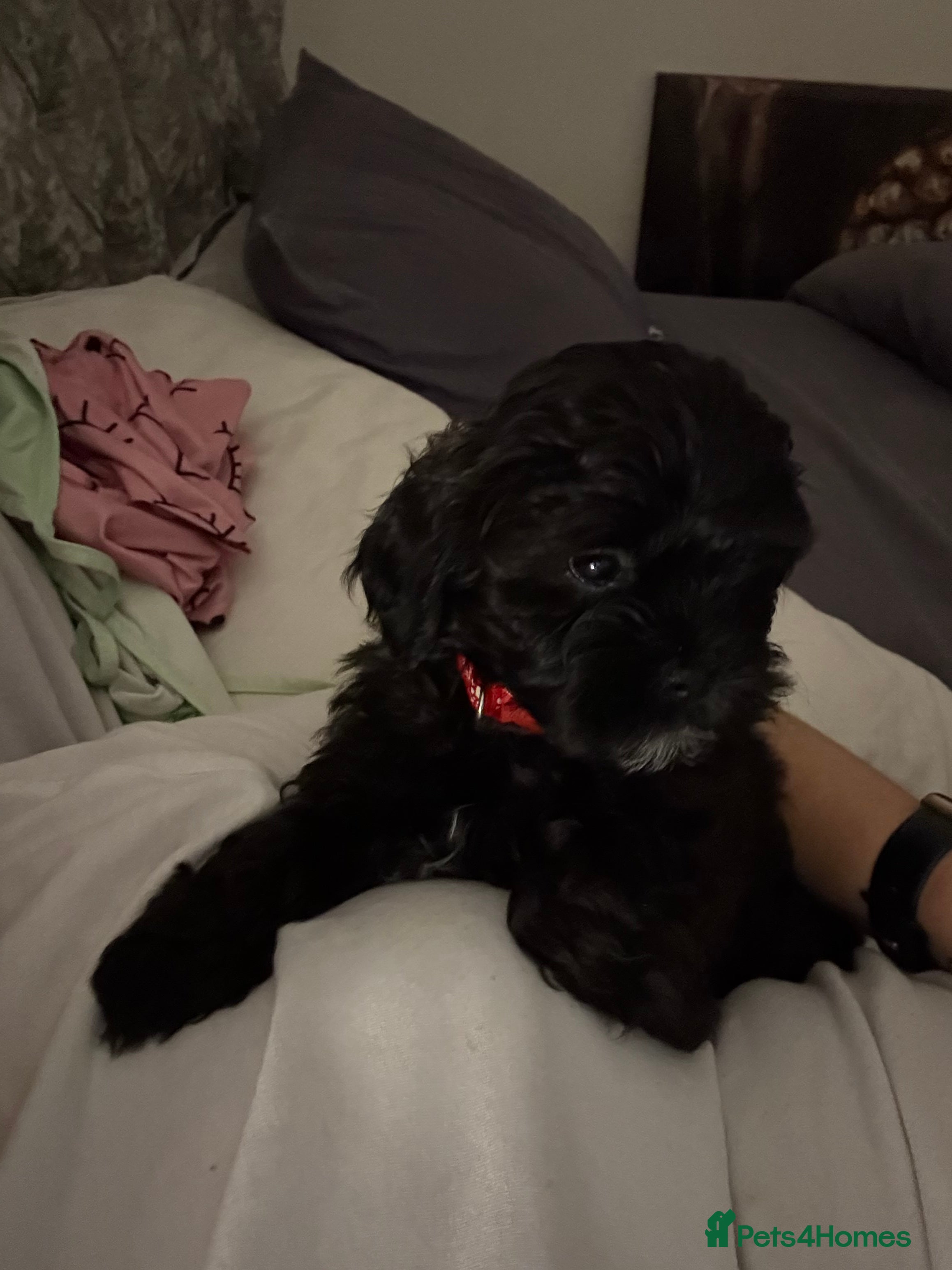 Shihpoo dogs Shihpoo f1 puppies  🩷🩷 1 female left  - Advert 2