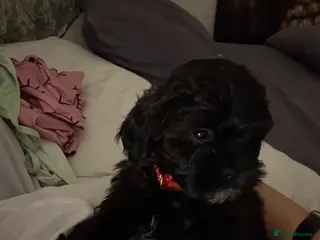 Shihpoo dogs Shihpoo f1 puppies 🩷🩷 1 female left - Advert 2