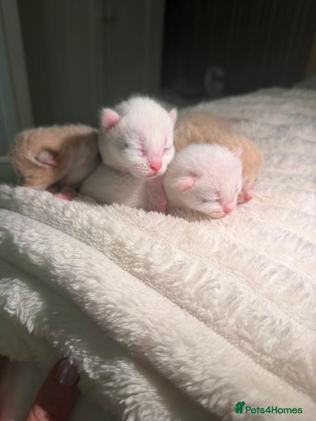 Mixed Breed cats for sale: Kittens  - Advert 2
