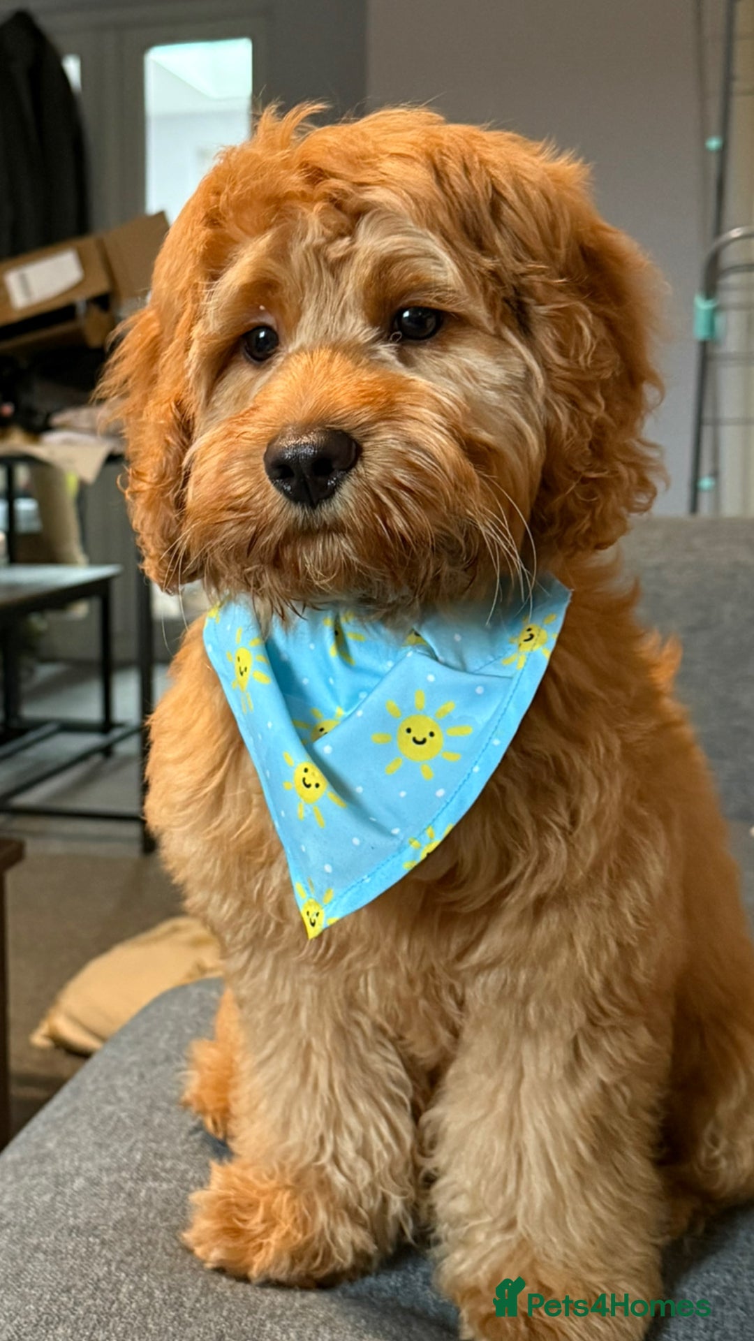 Cockapoo dogs for sale: 10 Month Old Cockapoo - Advert 1