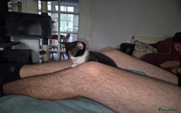 Mixed Breed cats for sale: Fluffy kittens - Image 11